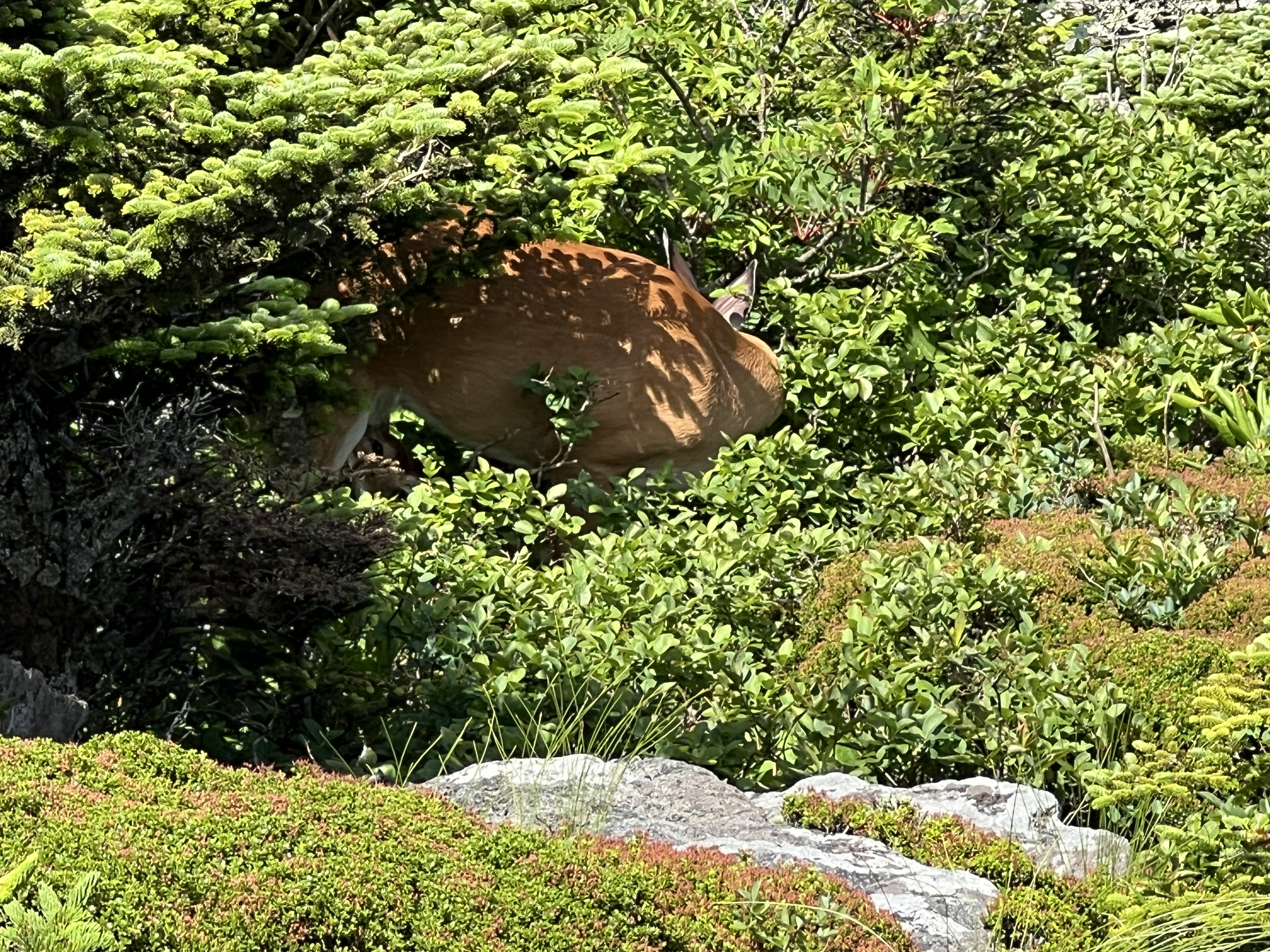 ./2024/08 - Banner Elk/Grandfather Mountain/IMG_1914.jpg